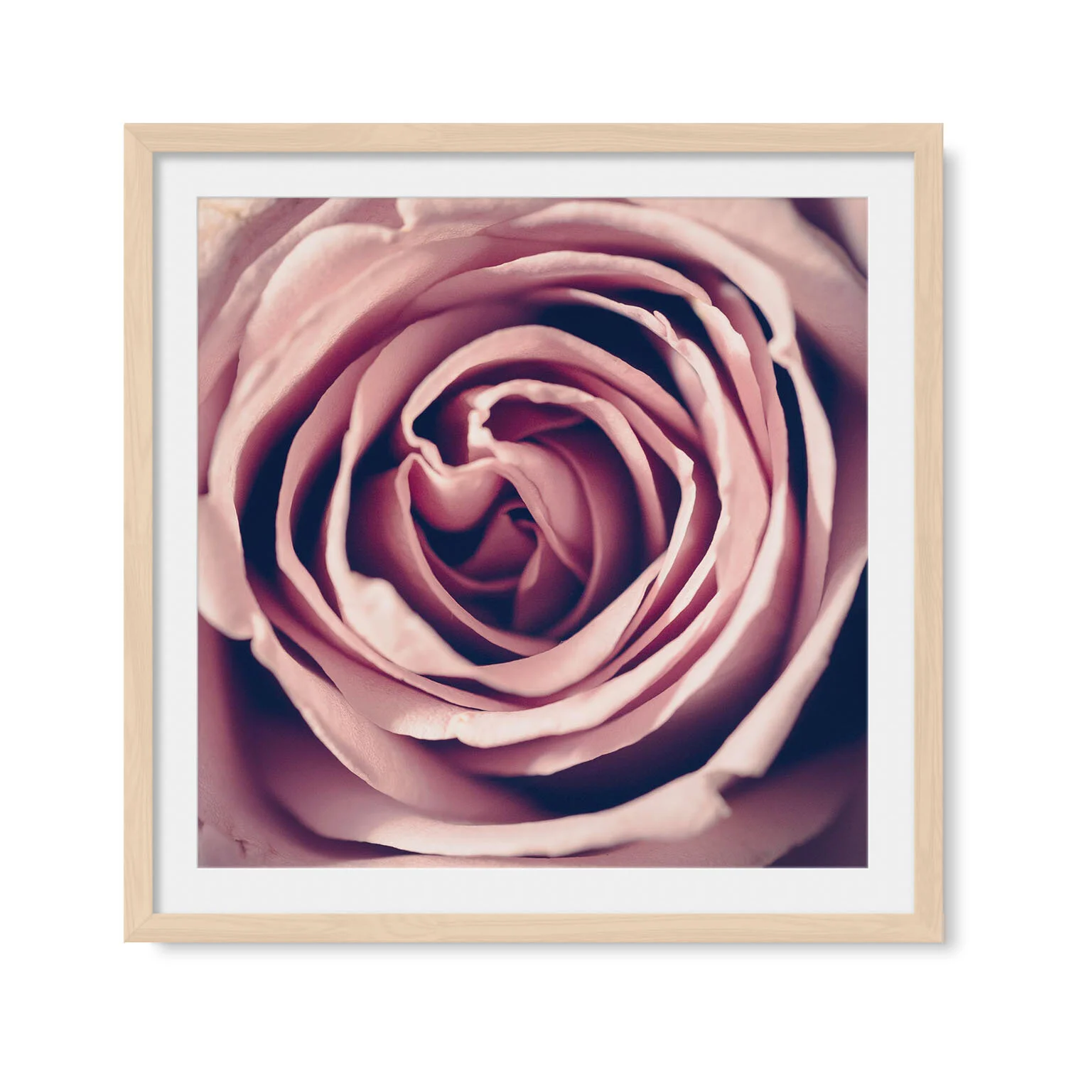 Pink+Rose_Square+II_Maple+